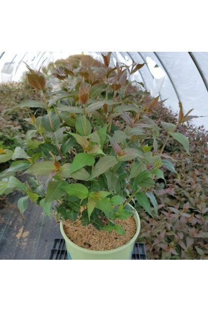 Жимолость Югана  саджанець в контейнері